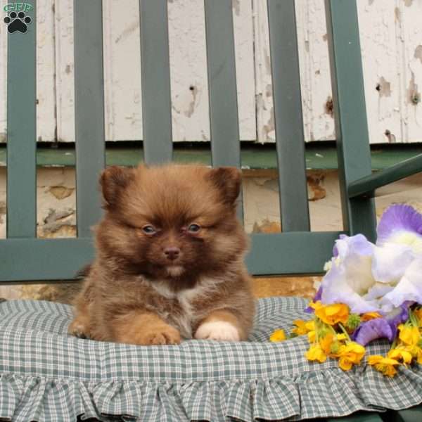 Brixton, Pomeranian Puppy
